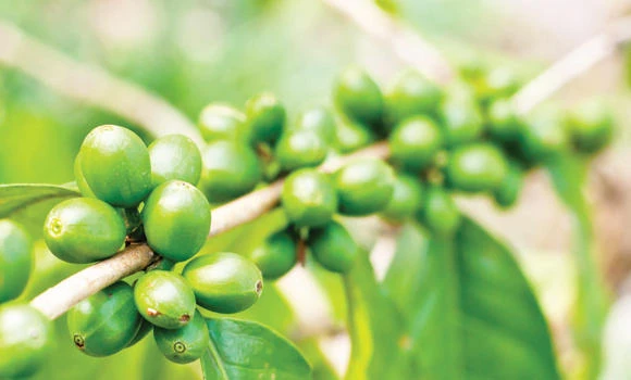 Green coffee: A weight loss miracle?