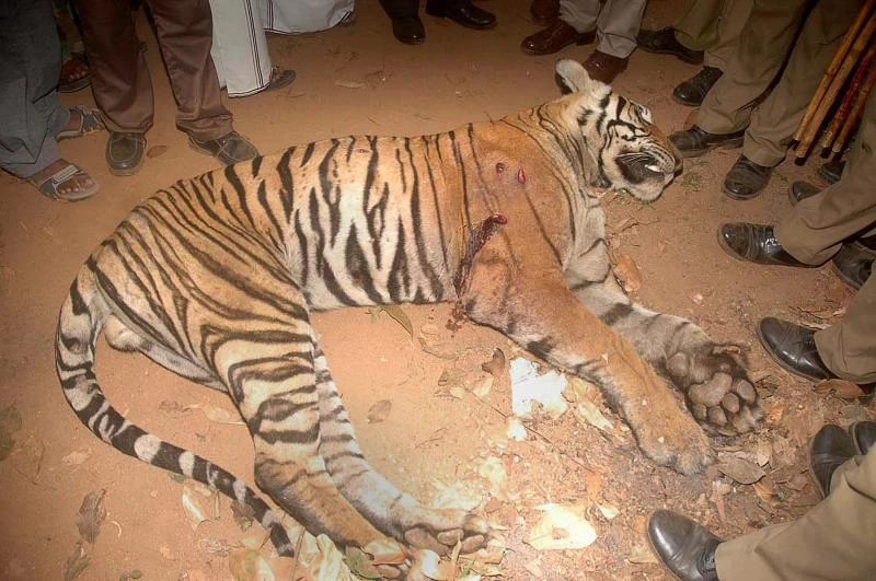 ‘Man-eating’ tiger shot dead in India