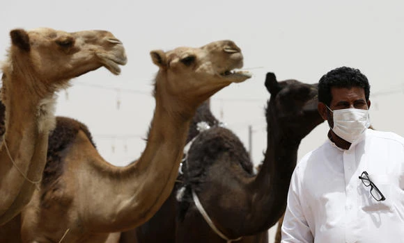 90% of Gulf camels ‘MERS-infected’