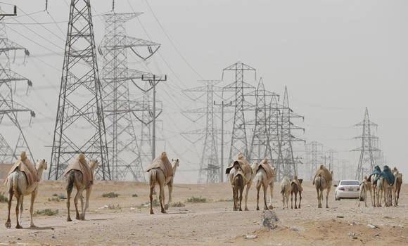 Camels on Eastern Province roads pose danger to motorists
