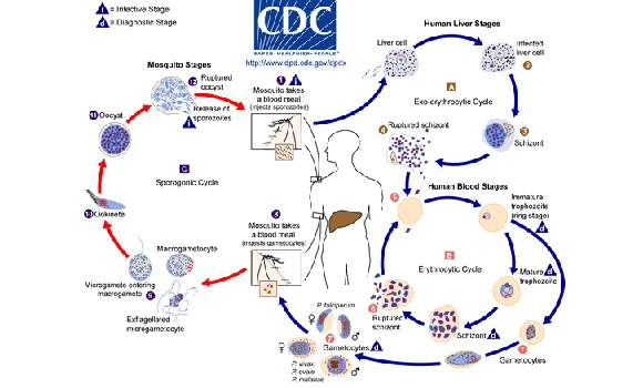 Mystery disease turns out to be malaria
