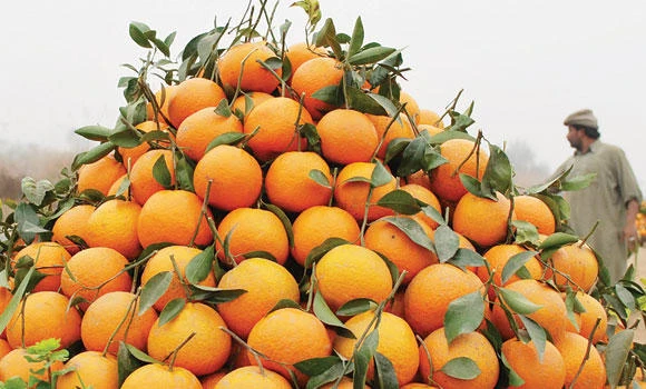 Citrus business takes root