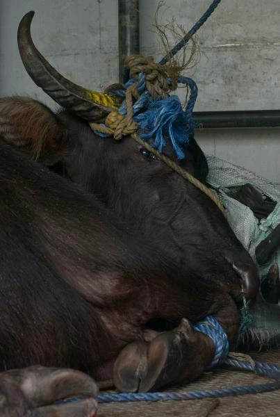 Buffalo gores abbatoir butchers then rampages through Manila