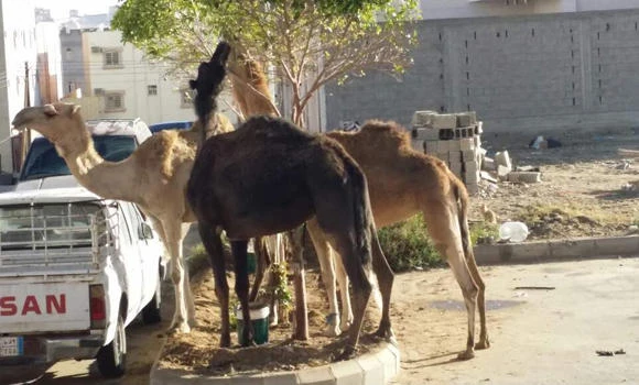 Owners of camels involved in accidents go scot free