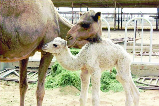 Genetic structure of camels under focus