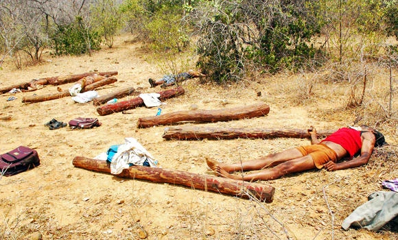 Probe into death of 20 Indian loggers urged