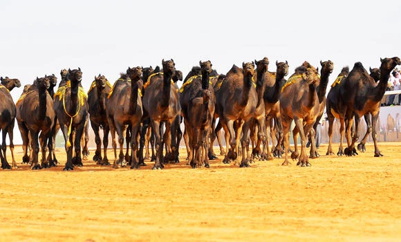 High quality camels ‘needed’