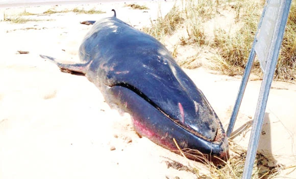 Rare Omura’s whale washes up in Australia