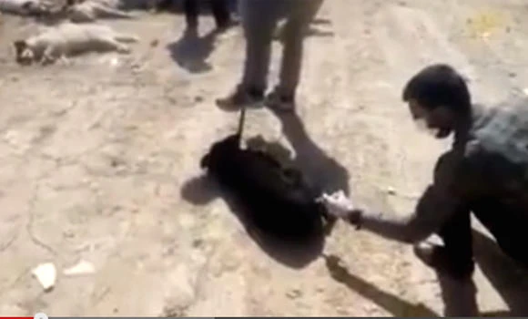Iranians enraged over video of dog mass killing