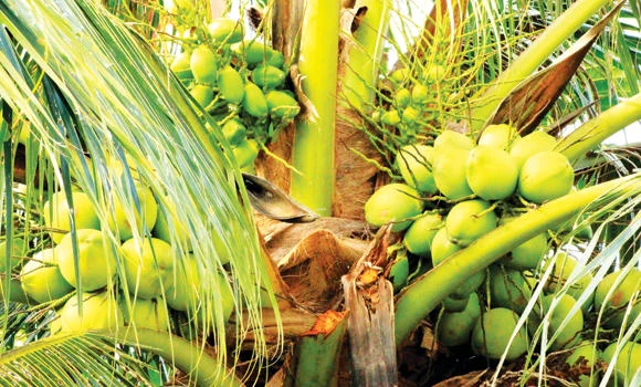 The exotic coconut: The ‘super nut’ (Part 5)