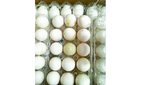 Truck carrying rotten eggs seized