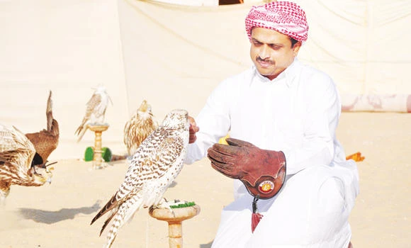Expert calls for extra care to protect falcons