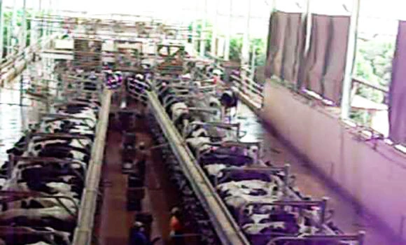 Cattle cull raises infection fears in EP