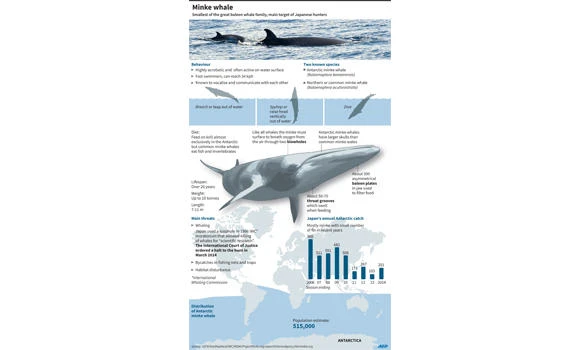Japan’s whaling science under the microscope