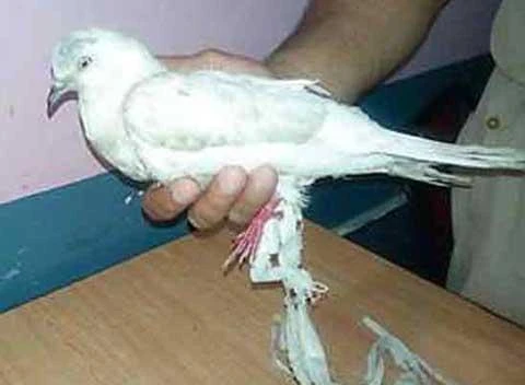 Delhi seizes pigeon over spying fears