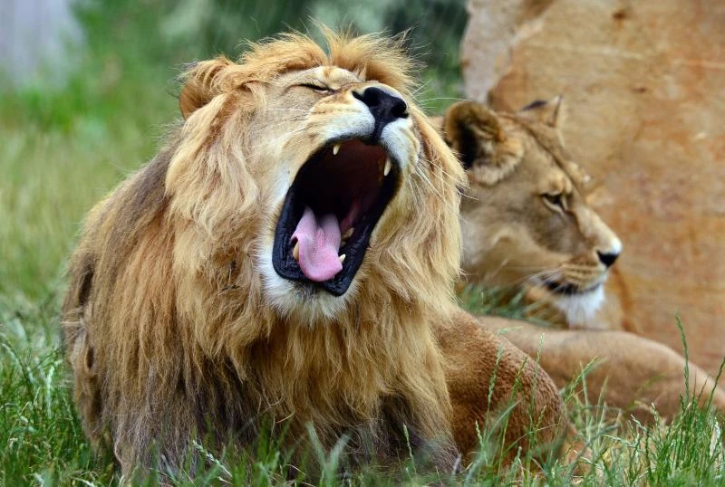 Lion mauls tourist, 22, to death in game park