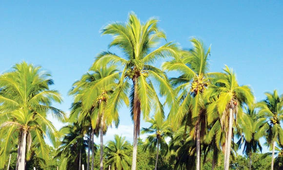 The exotic coconut: The ‘super nut’ (Part 9)