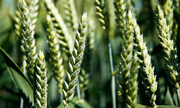 IGC discusses grain markets