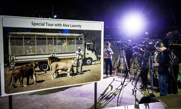 Massive search for missing S. Africa lion