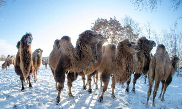 Ice age camel bones found in Yukon redraw species’ lineage