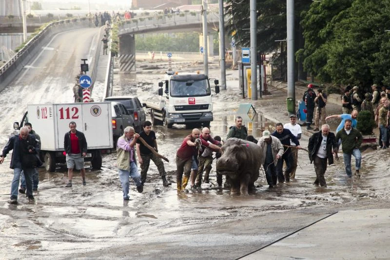 12 dead as tigers and lions roam Tbilisi after floods