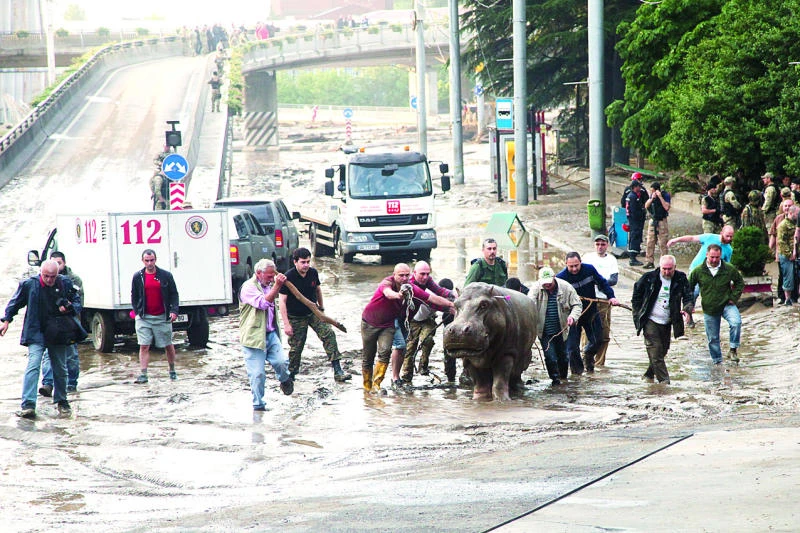 12 dead as tigers and lions roam Tbilisi after floods