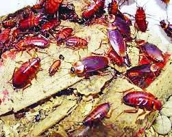 Insects invade Al-Amal mental health complex