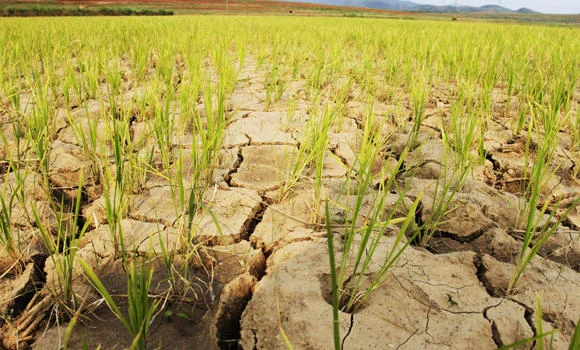 N. Korea hit by worst drought in 100 years