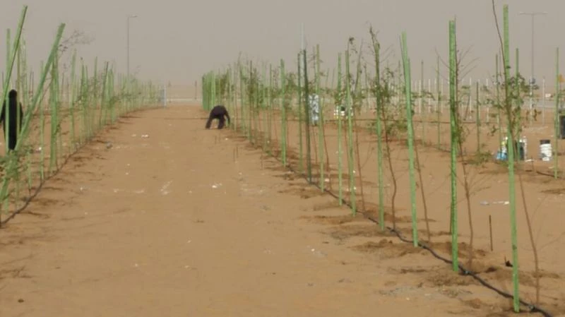Saudi to plant trees along Riyadh-Dammam rail tracks