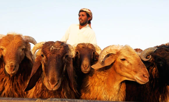 Livestock prices skyrocket in Asir