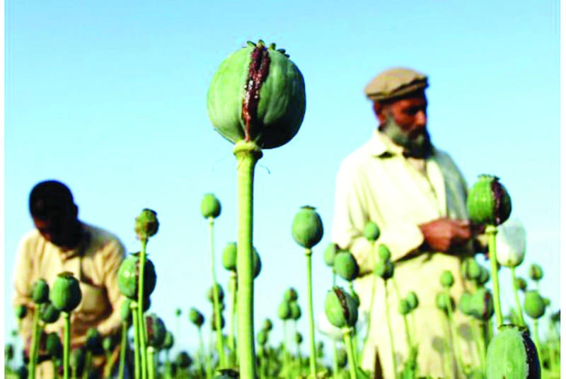 Record drug output to spur more deaths: UN