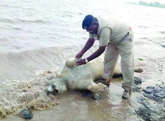 Dead lions in Gujarat floods spark catfight