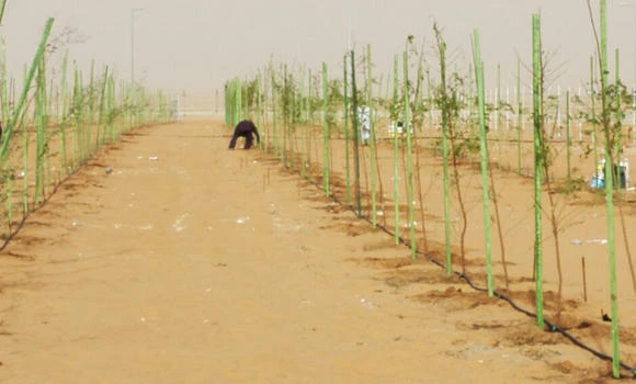 Kuwaiti firm looks to Saudi for trees