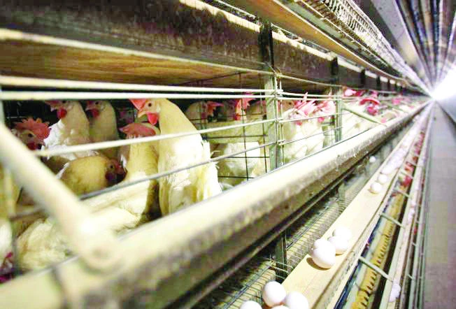 KSA bans poultry imports from flu-hit American states