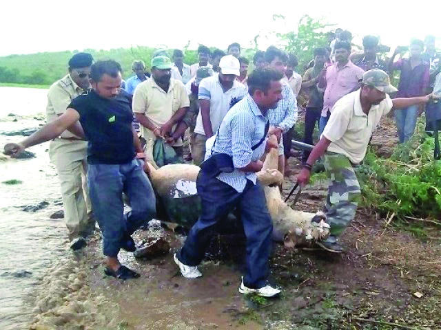 10 endangered lions killed in India floods