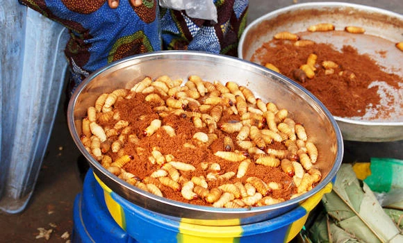 Congo looks to insect farming in fight against hunger