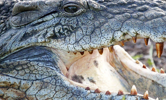 Goa tourism body blames ‘rivals’ for crocodile drama