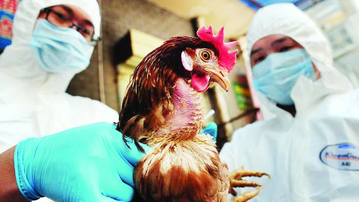 UN worried about bird flu outbreak in West Africa