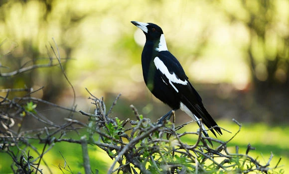 Bird photography ‘involves joy, risks’