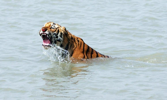 Only 100 tigers in Bangladesh’s famed Sundarbans