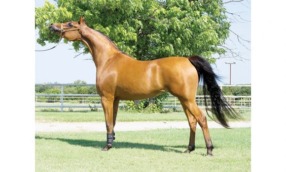 Horses domesticated 4,000 years earlier than thought