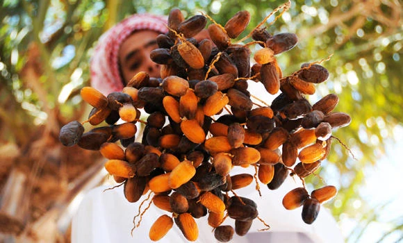 Al-Ahsa dates to be widely exported