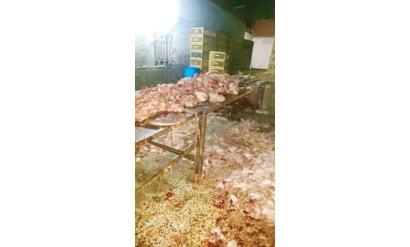 3,450 rotten chickens seized by inspectors
