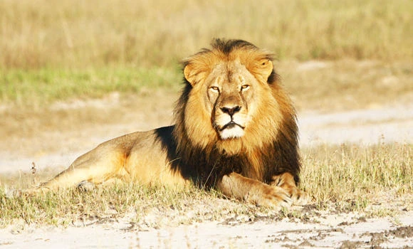Court hearing delayed for lion hunt co-accused