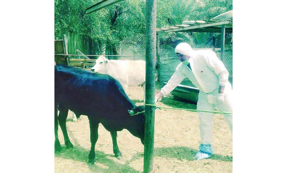 Viral disease threatens livestock in Al-Ahsa