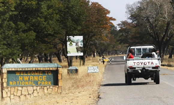 Second American involved in illegal lion hunt, says Zimbabwe