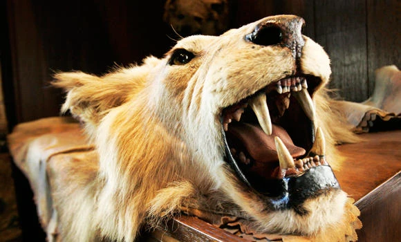 Another US hunter suspected of illegal Zimbabwe lion kill