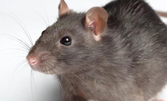 ‘Newborn dies after rat bites in Indian hospital’