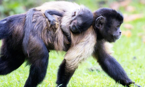 Ebola-infected monkeys in Philippines not lethal