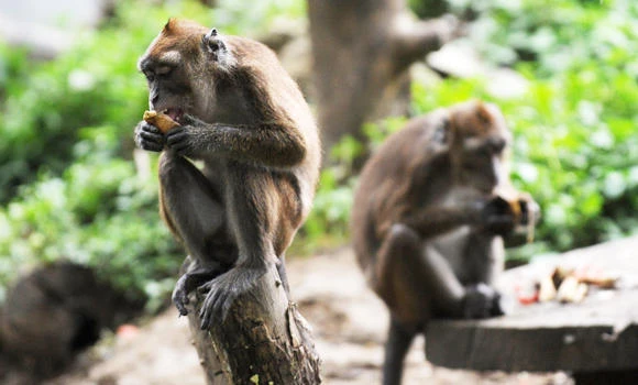 Philippines suspends monkey exports after Ebola deaths